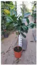 Kummi-viigipuu 'Robusta'  tüvel 160 P30/140cm