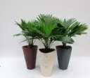 Ümaralehine lehvikpalm ker.potiga P16/45cm