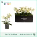 Kuuking MF 'Cream Punch' 5v P12/35cm