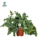 Harilik kuldimar 'Davana' P17/45cm