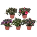 Asalea valik P10,5/18cm 