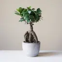 Väikeseviljaline viigipuu'Ginseng'P11/30 