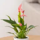 Flamingolill mix P9/30cm