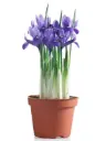 Iiris potis P9/15cm