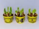 Nartsiss 'Tete a Tete' P12cm