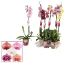 Kuuking 'Scenza' mix 1-vars P12/60cm 