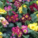 Priimula P9cm