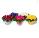 Priimula P21/25cm