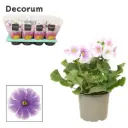 Kuhikpriimula Touch Me P12/25cm valge/sinine