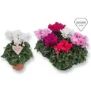 Alpikann 'Merengue' valik P10,5/25cm