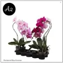 Kuuking 'Duetto Swane' mix P12/70cm