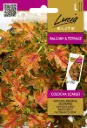 Kirinõges Blumei Colocha Scarlet 25s