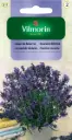 Lavendel 