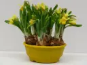 Nartsiss 'Tete a Tete' P16cm 