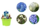 Lillesibul mix potis RN Parade P12 15cm