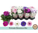 Kuhikpriimula 'Touch Me' P10,5/25cm