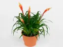 Vriisea Shannon P12/35cm 