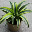 Lõhnav draakonipuu 'Lemon Lime' P21/110