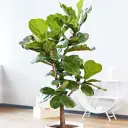 Lüüra-viigipuu tüvel P30/260cm