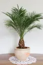 Kanaari datlipalm P21/150cm