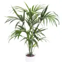 Forsteri kentiapalm P17/90cm
