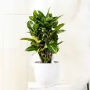 Ebakrooton valik P12cm