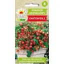 Kokteiltomat GARTENPERLE 0,3 g