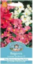 Begoonia SUMMER RAINBOW F2 2000s.