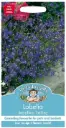 Lobeelia SAPPHIRE TRAILING