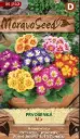 Priimula, segu 80 s.