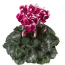 Alpikann Snowridge lilla