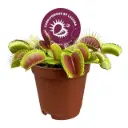 Kärbsepüünis P5,5/7cm