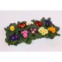 Priimula valik P10,5cm