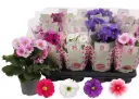 Kuhikpriimula Touch Me P12x30cm lilla