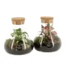 Terraarium toataimega P10/14cm
