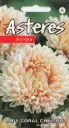 Aster Lady Coral Chamois