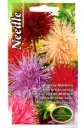Aster meister segu 0,5 g