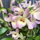 Dendroobium (H. puuõis) Fairlight P12/50 1v