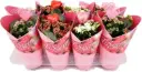 Õitsev valik Cadeau roosa P12/25cm