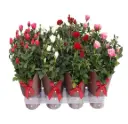 Potiroos valik Gloria t.punane P12/25cm 