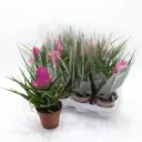 Tillandsia Jose P10,5/25cm