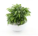Bensoe-viigipuu 'Kinky' seades P22/25cm