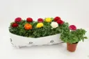 Aasia tulikas 'Sprinkles' valik P10,5/17cm 