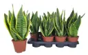 Kolmevöödiline havisaba Superba P14/40cm