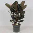 Kummi-viigipuu 'Abidjan' P27/95cm 3v