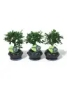 Bonsai valik P13/25