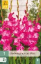 Gladiool ´Fairytale Pink´ 12/14 7tk
