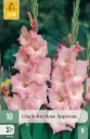 Gladiool ´Rose Supreme´ 12/14 10tk