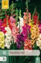 Gladiool Mix 12/14 10tk 