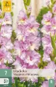Gladiool ´Magneta Princess´ 12/14 7tk 